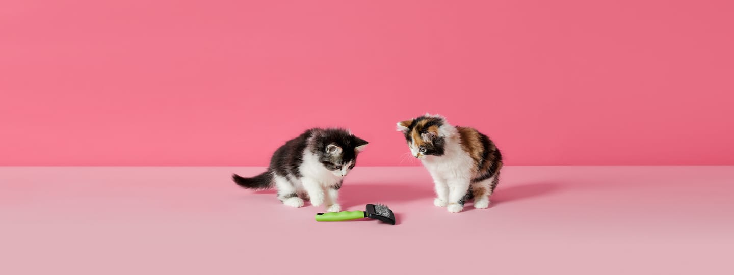 Content_stack-2021_Q3_Katten_borstel-3840x1440.jpg