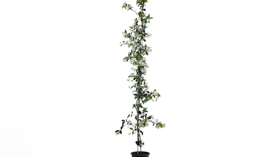 klimplant tuinplanten klimplant tuinplanten