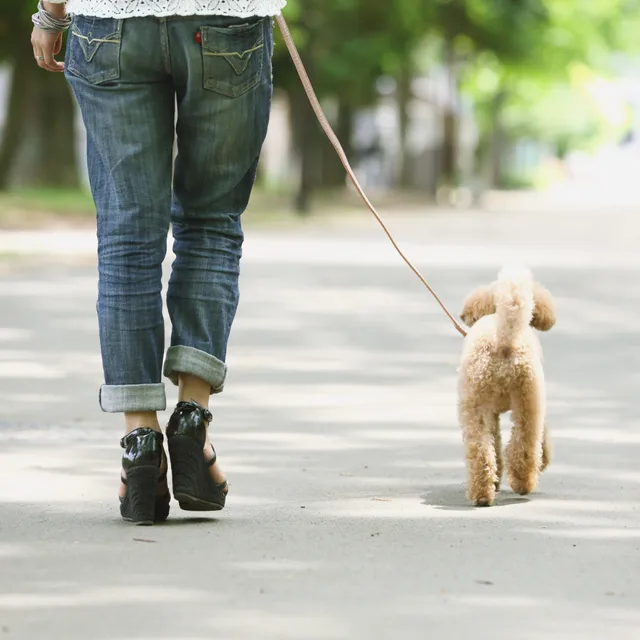 Een hond aan een lijn vastgehouden door een persoon en zij lopen buiten.png Een hond aan een lijn vastgehouden door een persoon en zij lopen buiten.png
