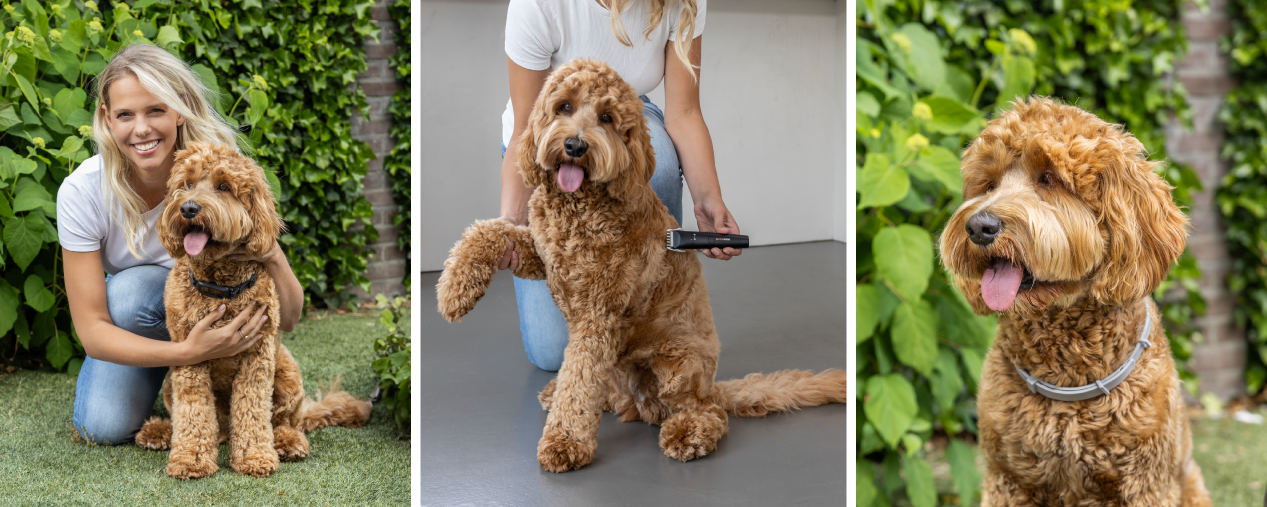 Betrouwbaar voor elke hond