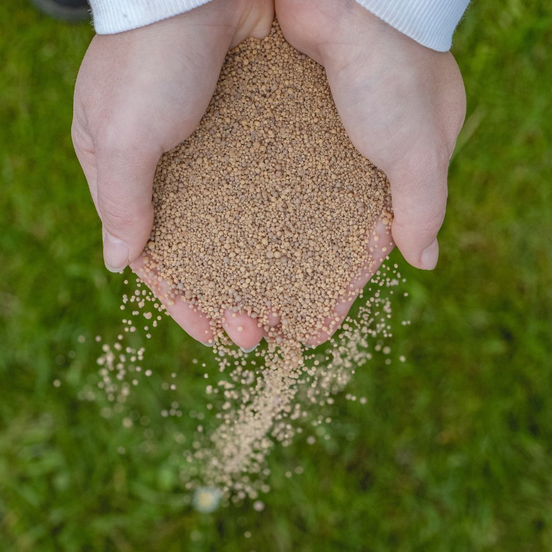 bekalkengazon.jpg