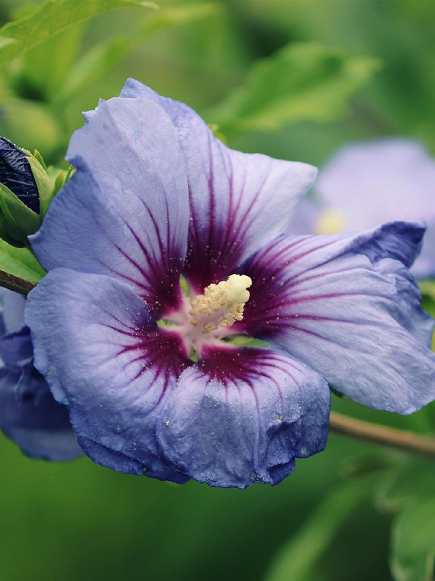 Hibiscus_snoeien.jpg