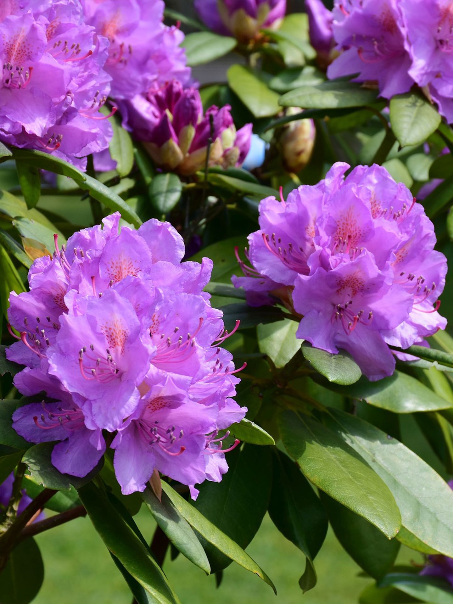 Rhodondendron_snoeien.jpg
