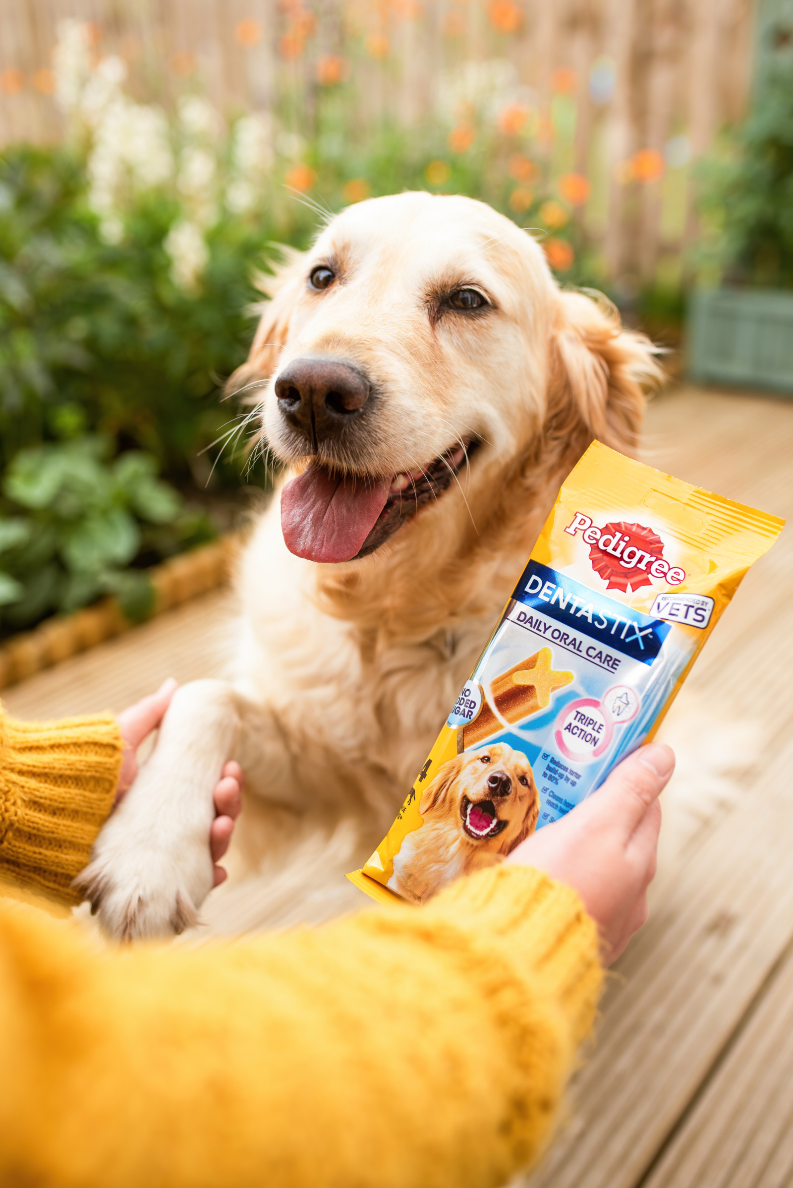 Pedigree_-_Paula_M_11-S.JPG