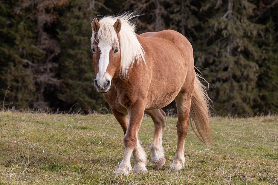 italy-7290977_1920 cropped.jpg