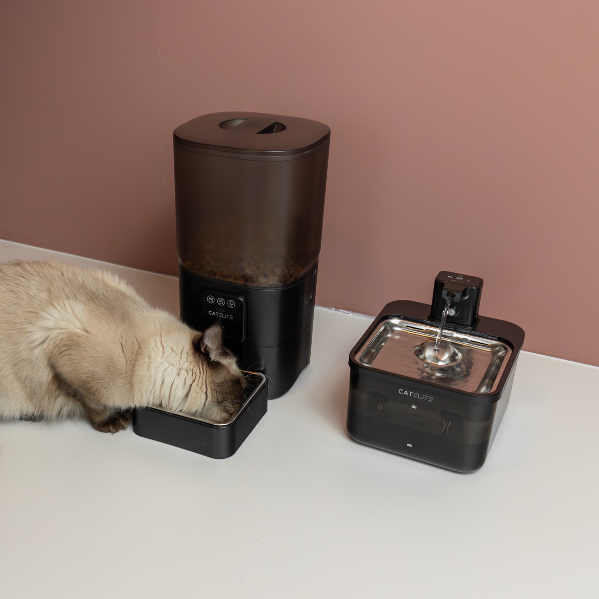 catelite-story-1.jpg