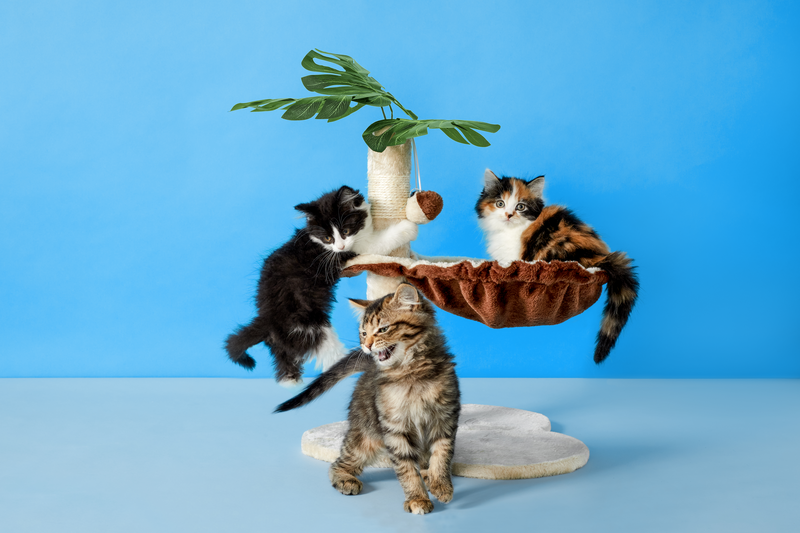 kittens_in_krabpaal.png