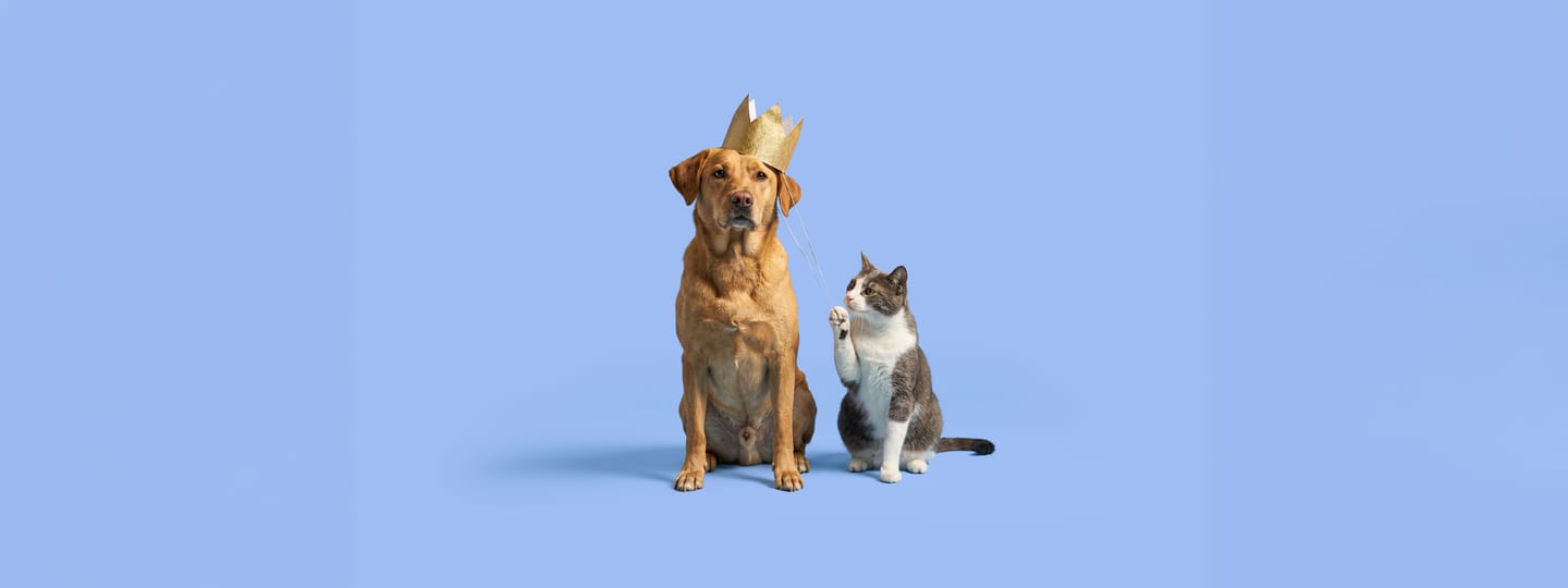 Dierendag.png