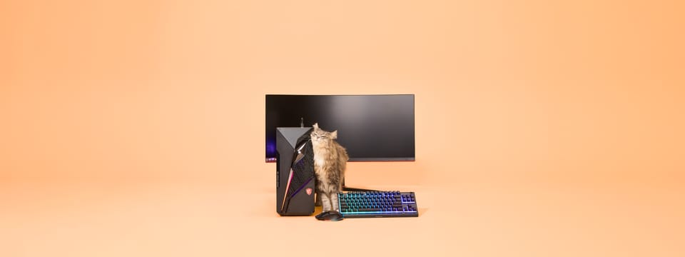 Cat.
