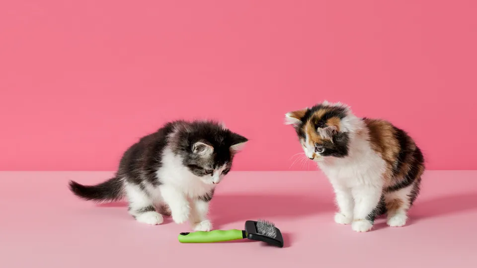 sf_dierenwinkel.png sf_dierenwinkel.png