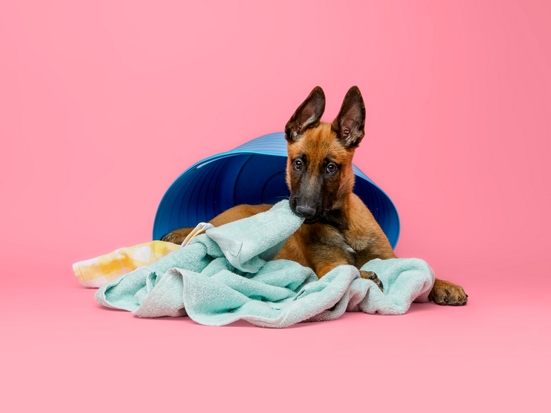 puppy_met_deken.png