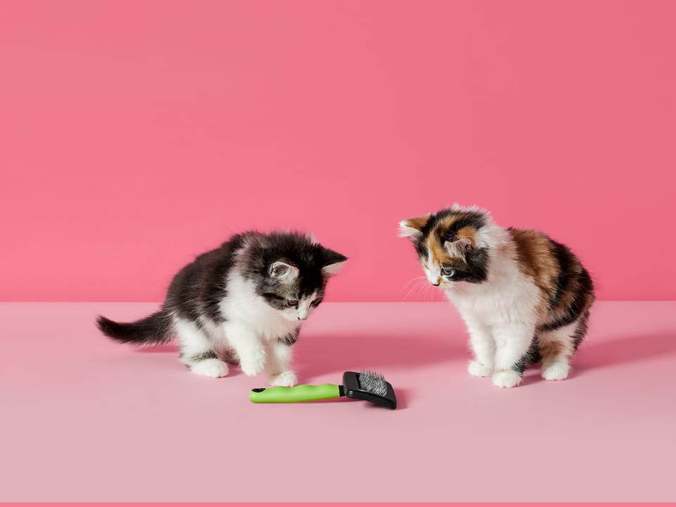 Vlooien_Katten.jpg