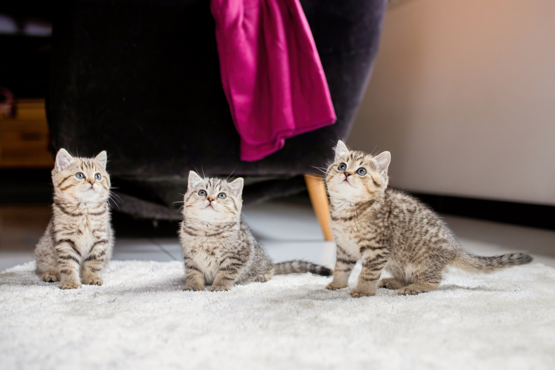 Voor katten in alle levensfases