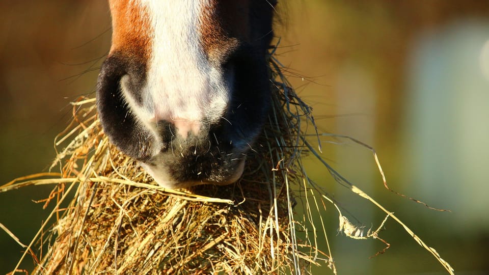 Paard met hooi in bek.jpg Paard met hooi in bek.jpg