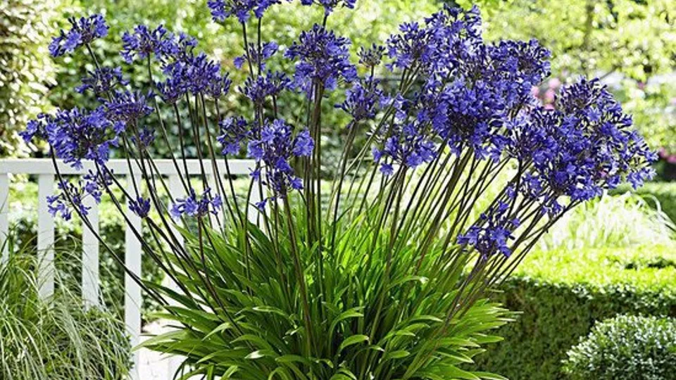 Potplant Potplant