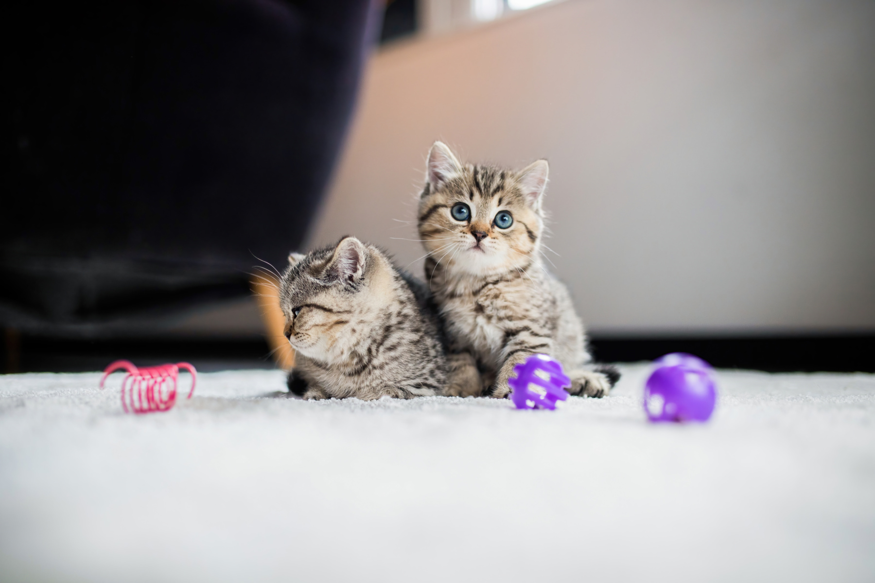 kitten.png