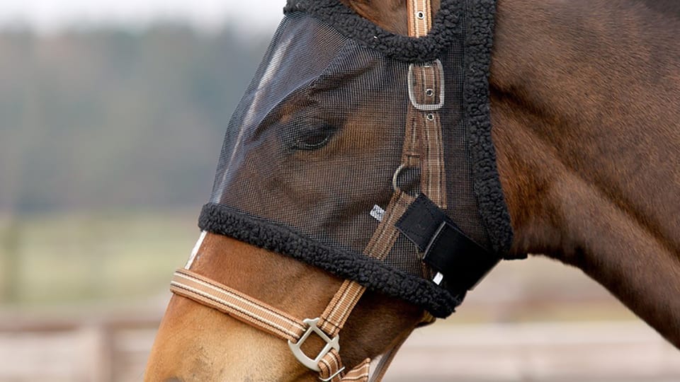 Paard met vliegenmasker.jpg Paard met vliegenmasker.jpg