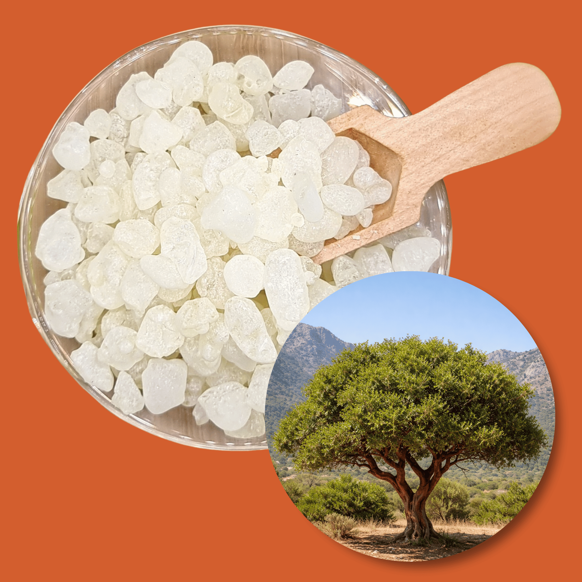 apollo_mastic_gum-story-2.png