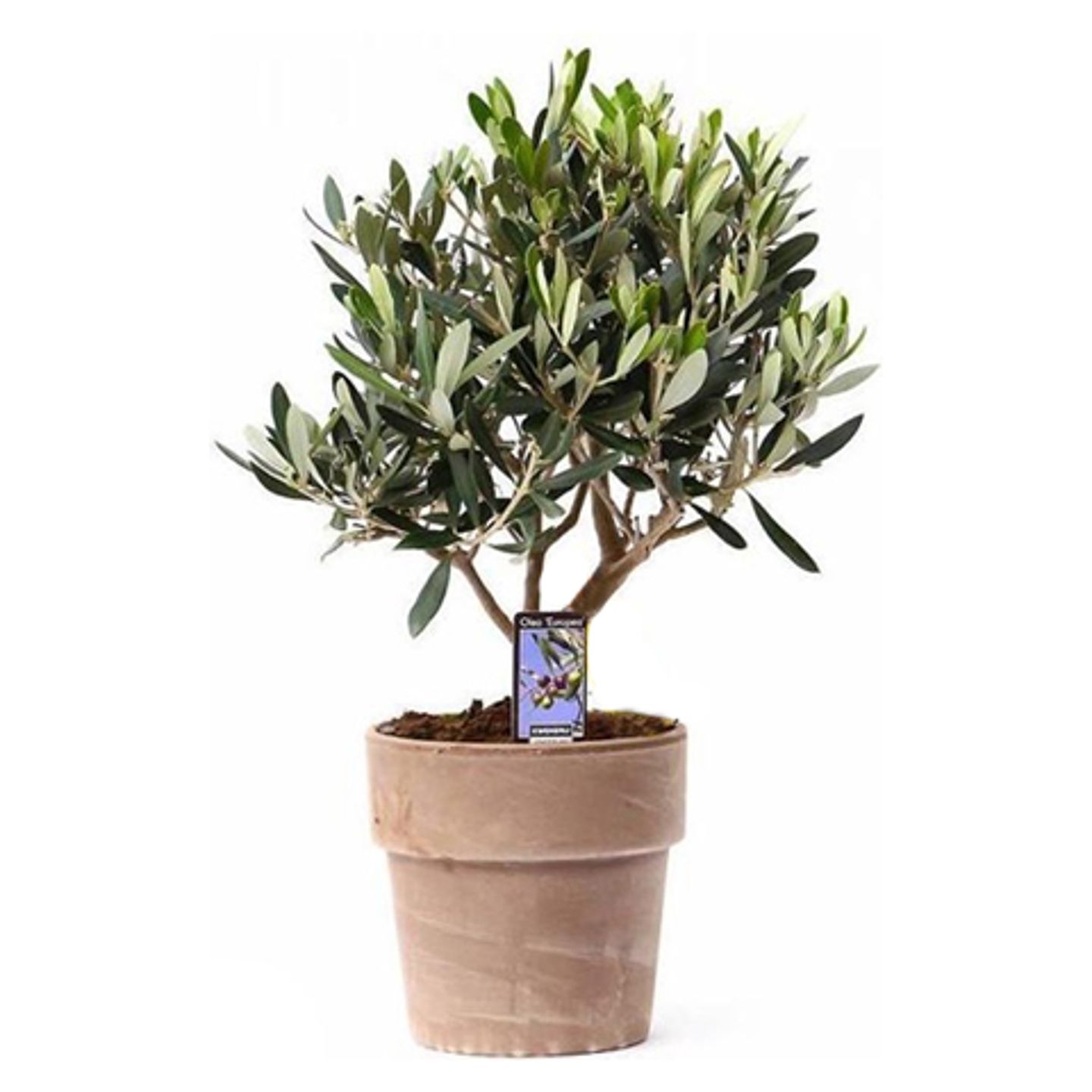 Tuinplanten.jpg
