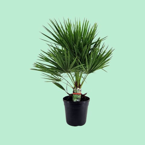 Plantes de jardin