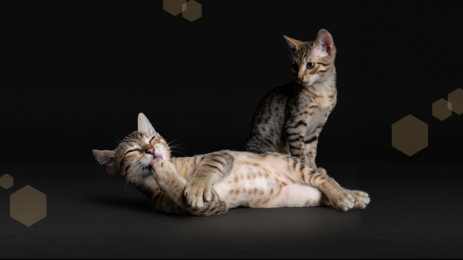 168377_PURINA_PRO_PLAN_BOL_CATEGORY_BANNER_1600x900_1.jpg