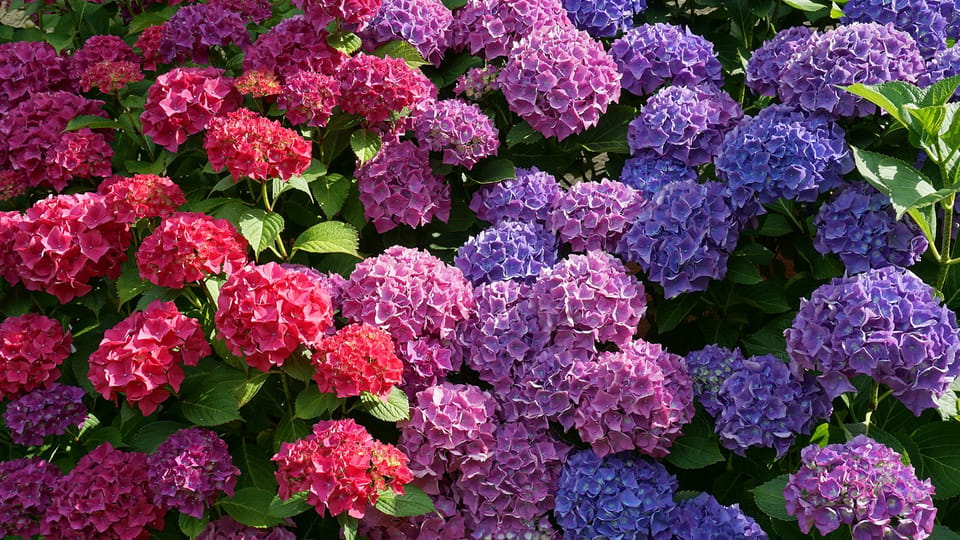 Boerenhortensia.jpg Boerenhortensia.jpg