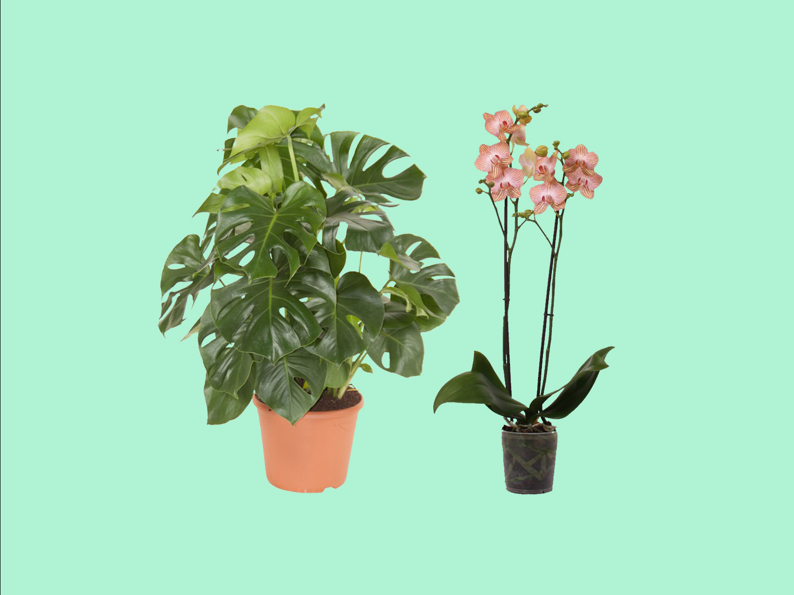 planten