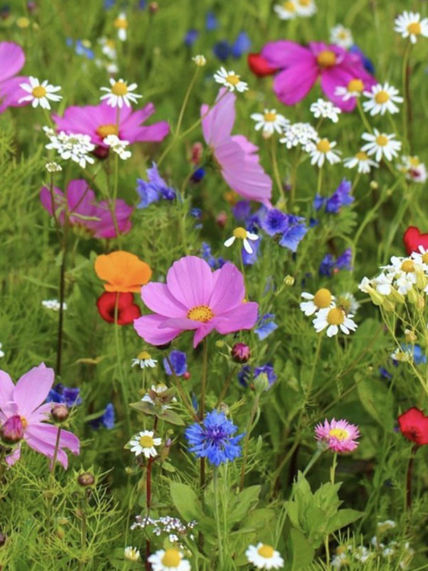 Bloemen en planten