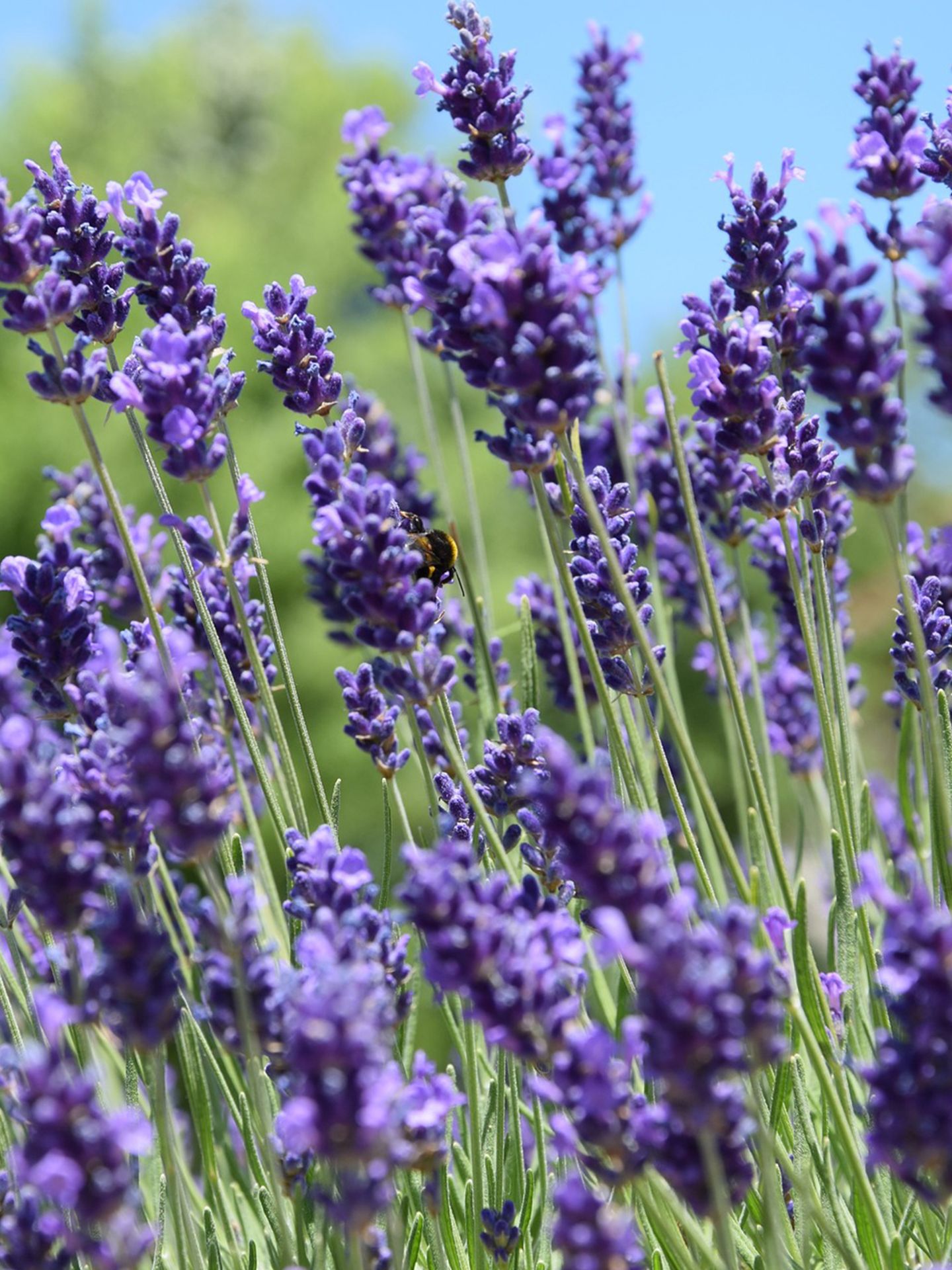 Lavendel_snoeien.jpg