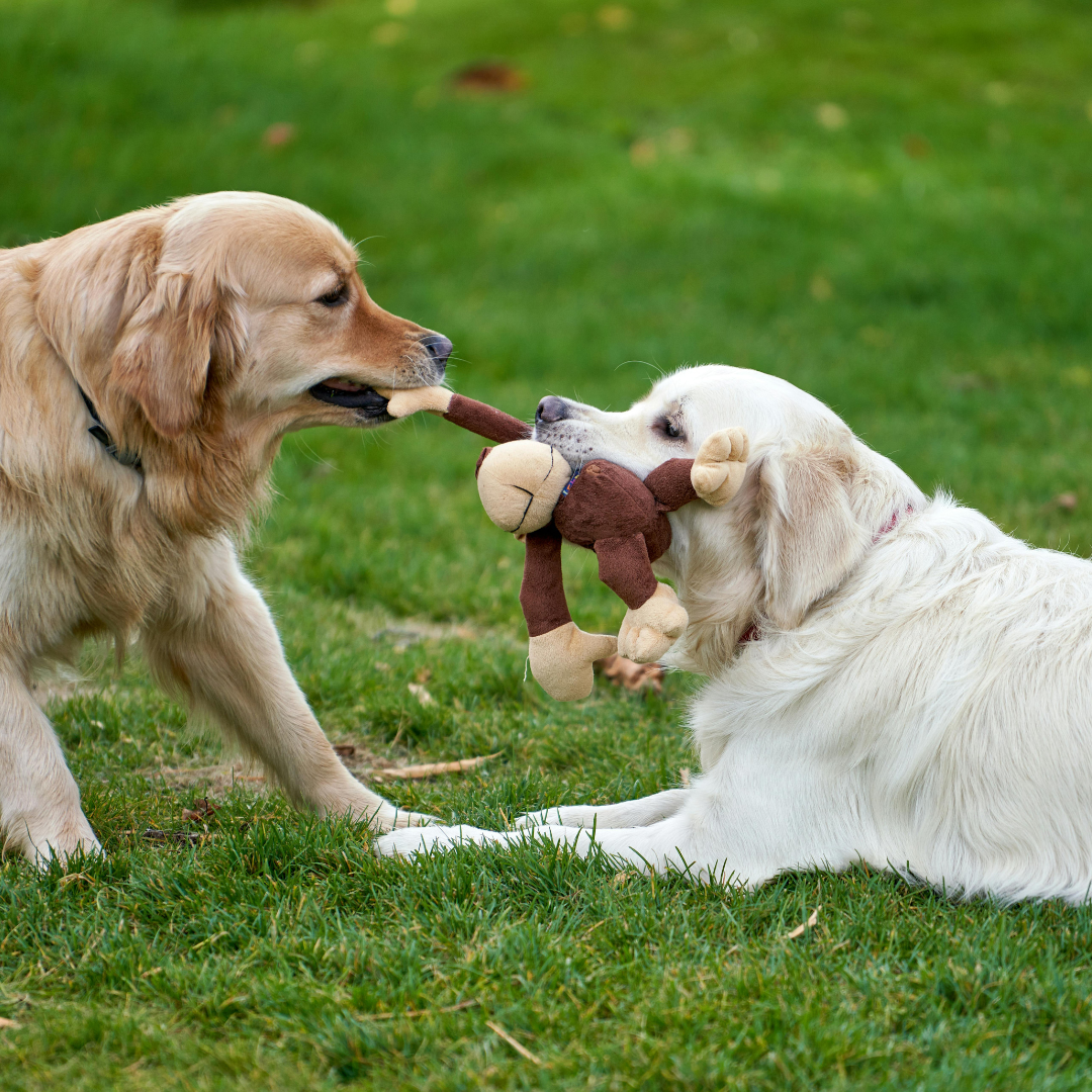 SF_Budget_Honden_die_samen_aan_het_spelen_zijn.png