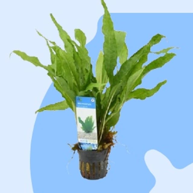 aquarium_decoratie.jpg aquarium_decoratie.jpg