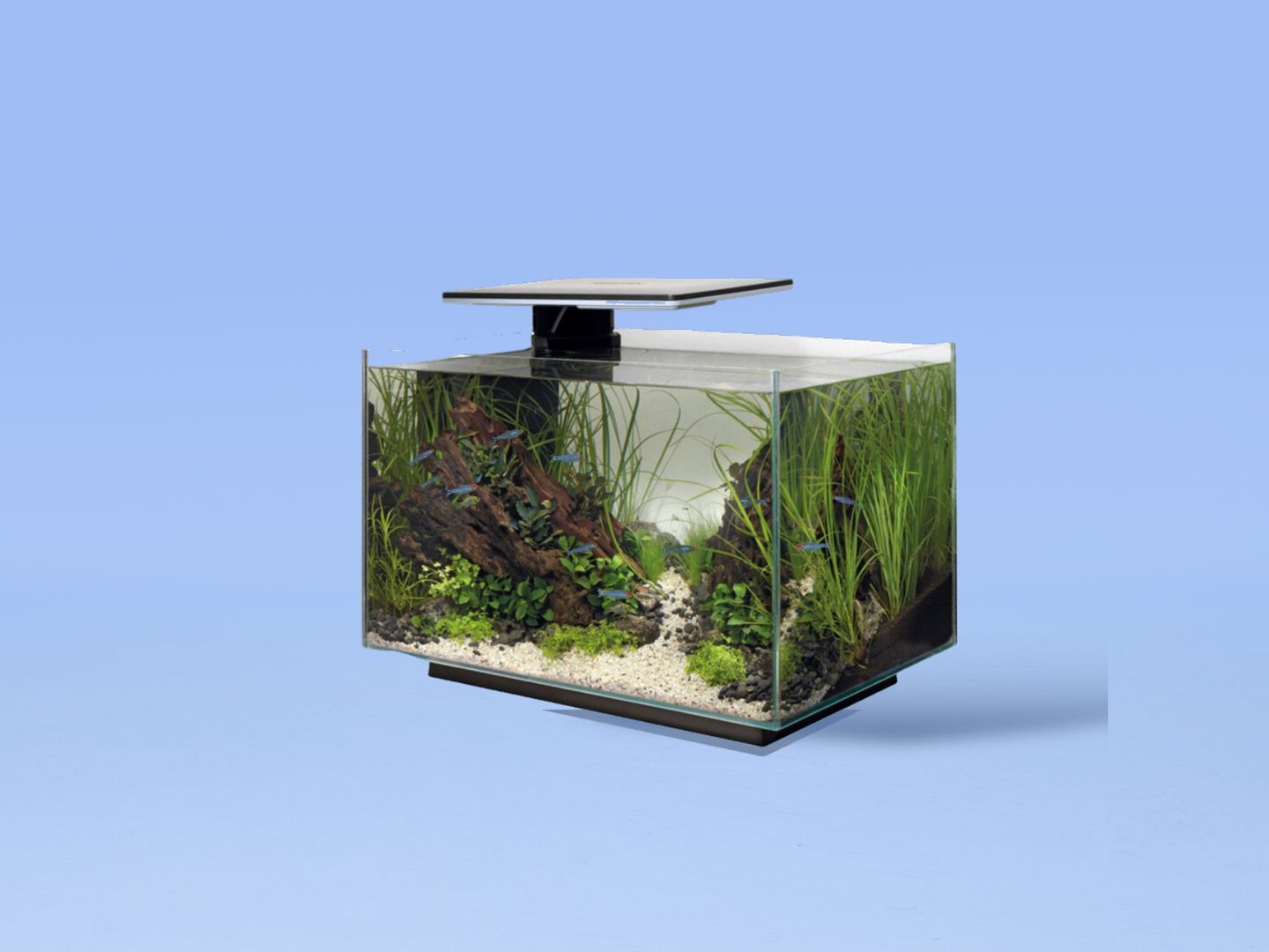 aquascape.png
