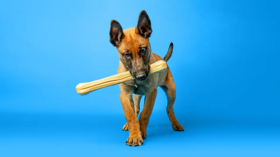 hond_met_bot.png hond_met_bot.png