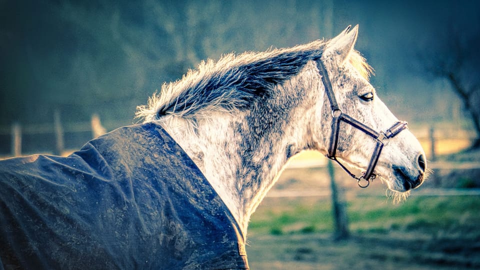 Paard winterdeken.jpg Paard winterdeken.jpg