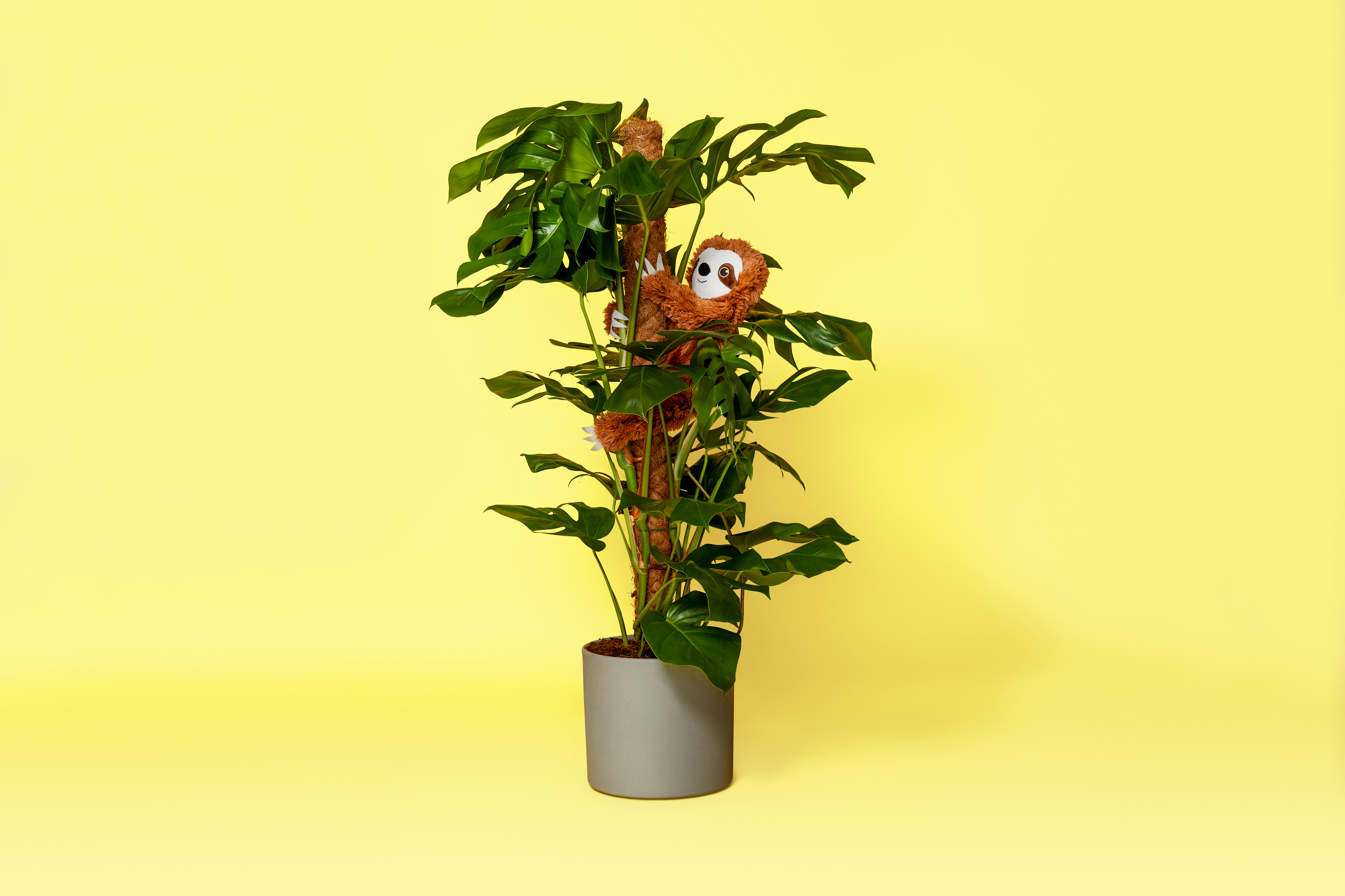 kamerplant
