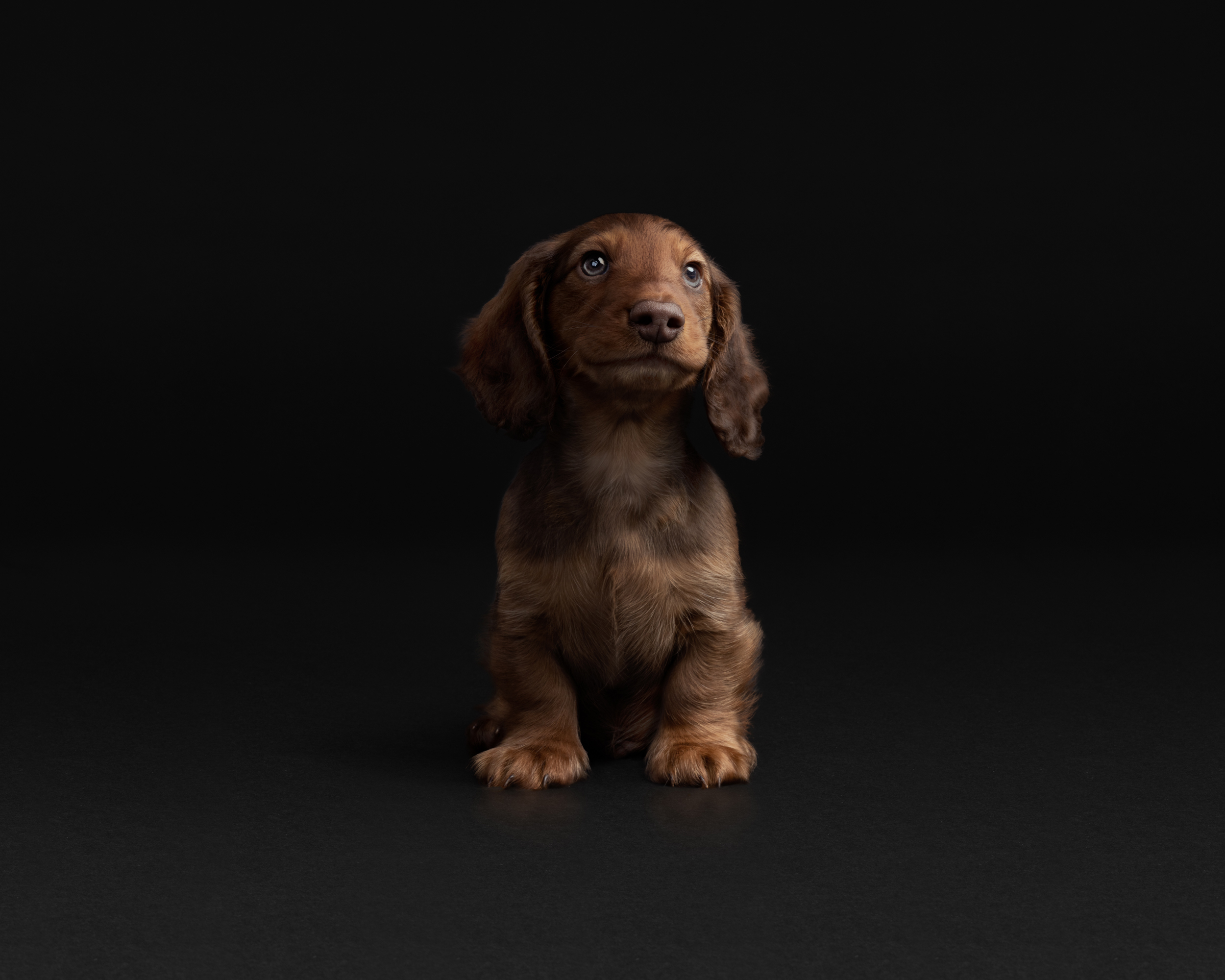 smiling dog.jpg
