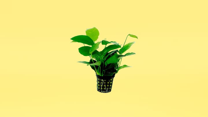 waterplant.png waterplant.png
