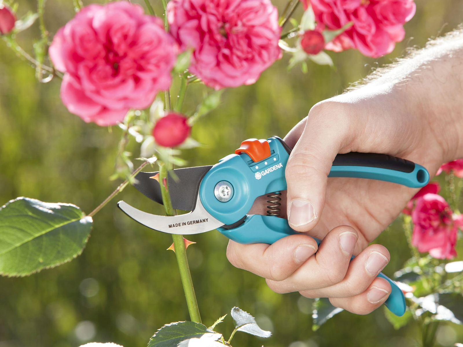 Tuinplanten_snoeien.jpg
