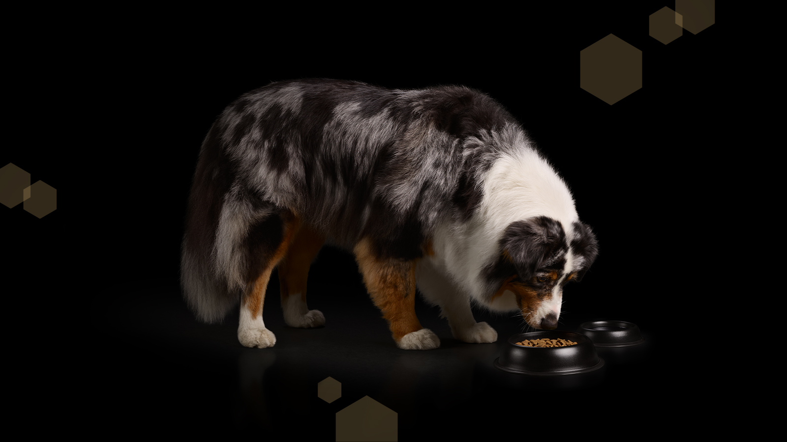 168377_PURINA_PRO_PLAN_BOL_CATEGORY_BANNER_1600x900_2.jpg
