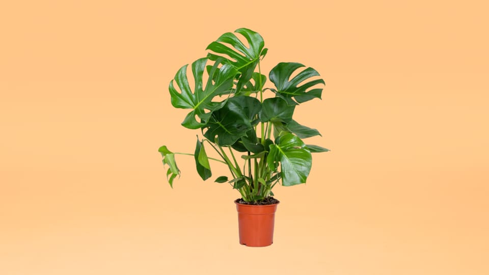 kamerplant.png kamerplant.png