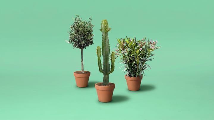 Planten.png Planten.png