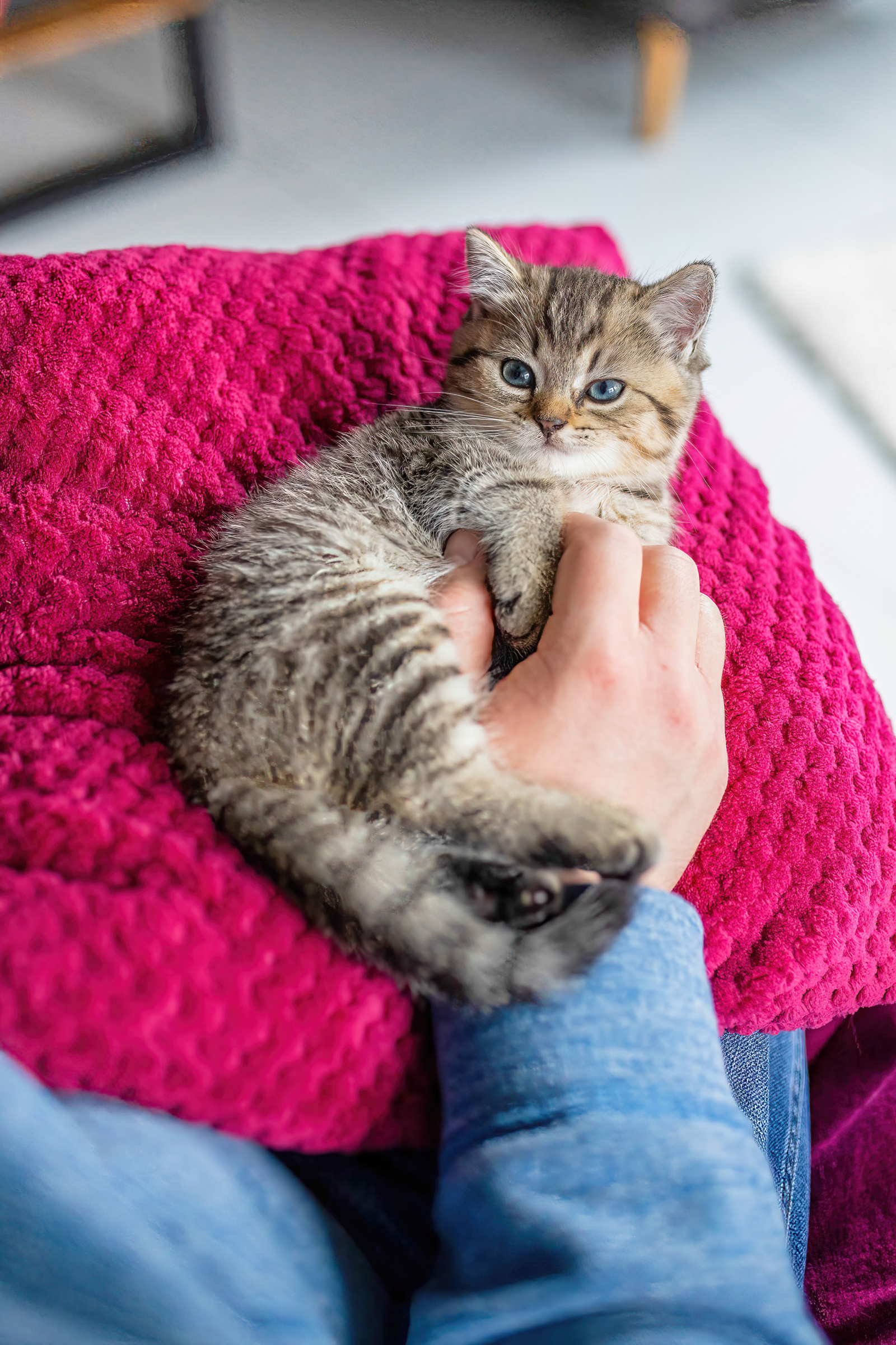 Whiskas_-_Aleksandra_K_46-S.png