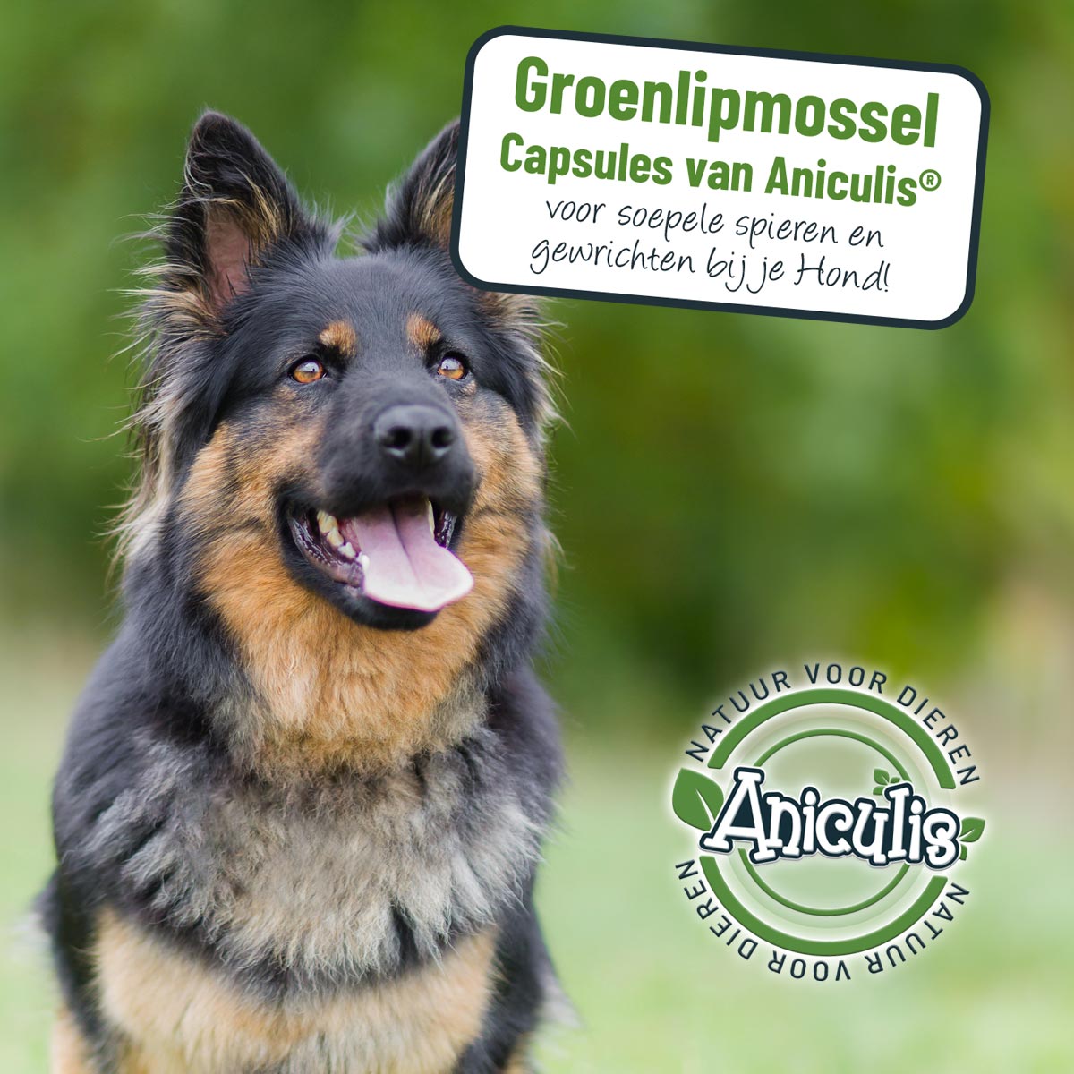 aniculis-product_spotlight-2.jpg