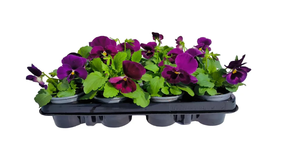 bodembedekker tuinplanten bodembedekker tuinplanten
