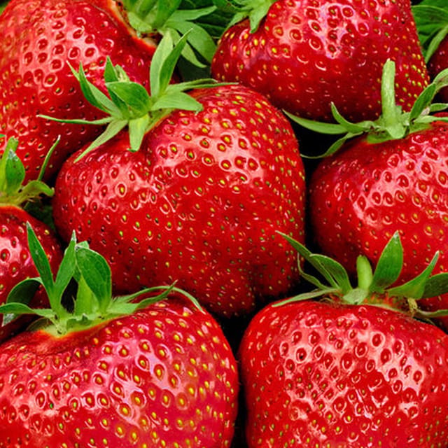 Fruitzaden.jpg Fruitzaden.jpg