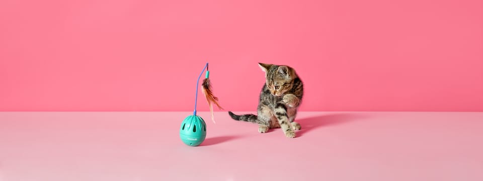 Content_stack-2021_Q3_Katten_Speelgoed-3840x1440.jpg