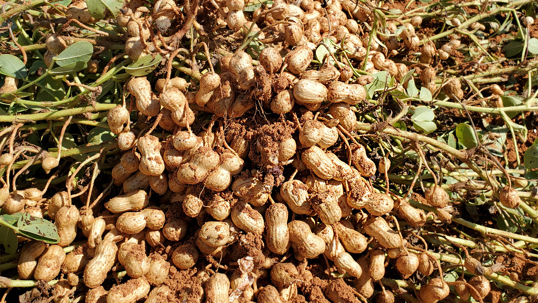 peanuts 
