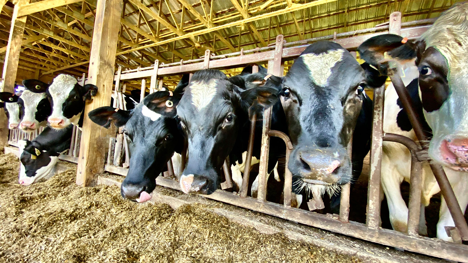  Holstein heifers looking directly into the camera