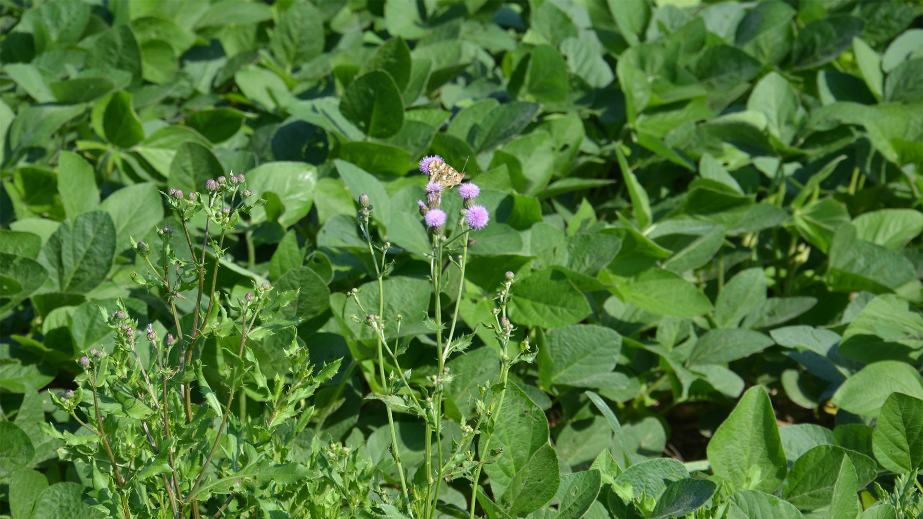 Canada thistle growing in a soybean field