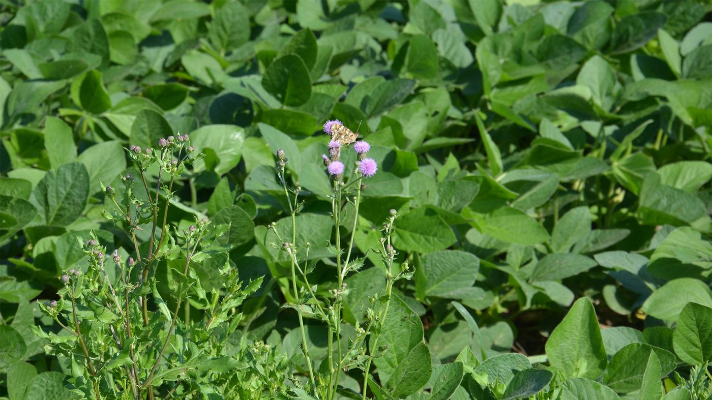 Canada thistle growing in a soybean field Canada thistle growing in a soybean field